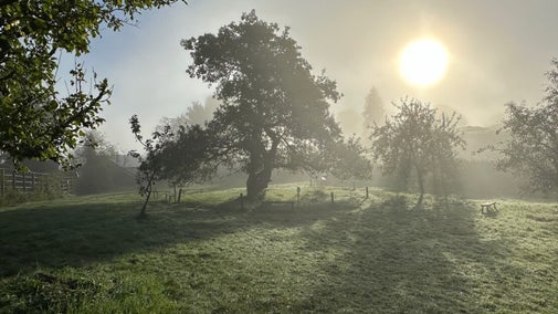The orchard at Hill Top in autumn